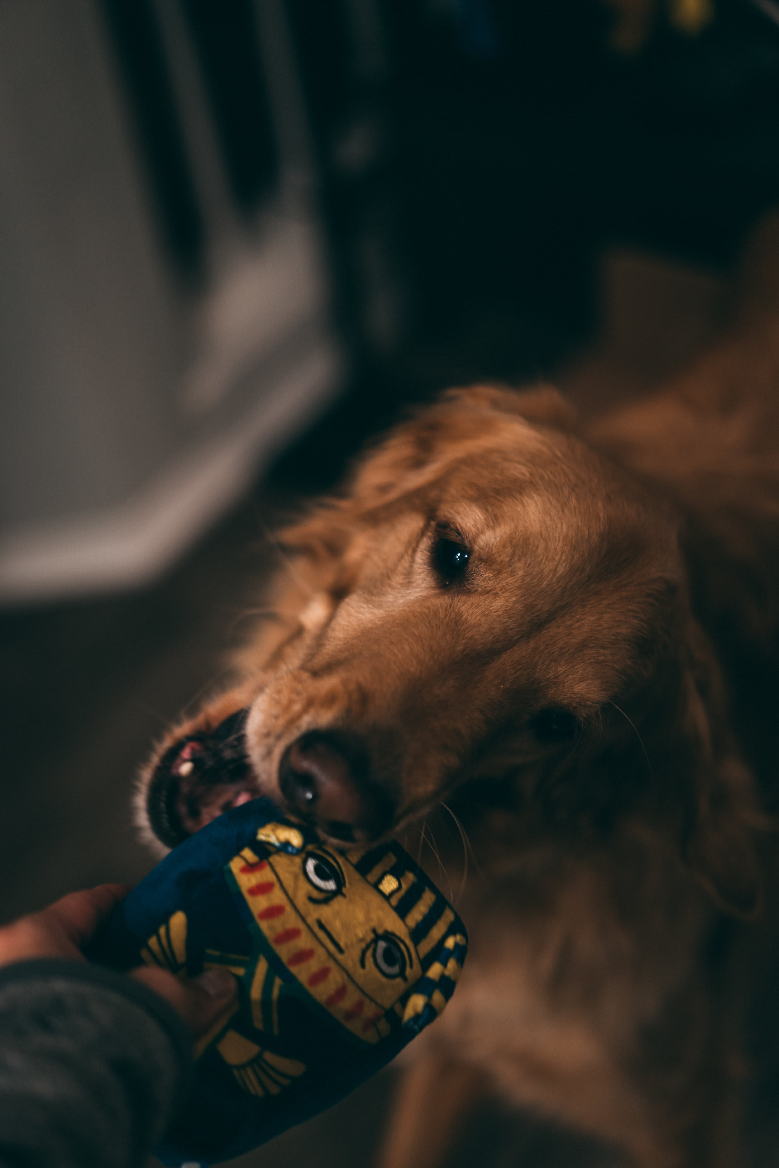 BarkBox — frame 04