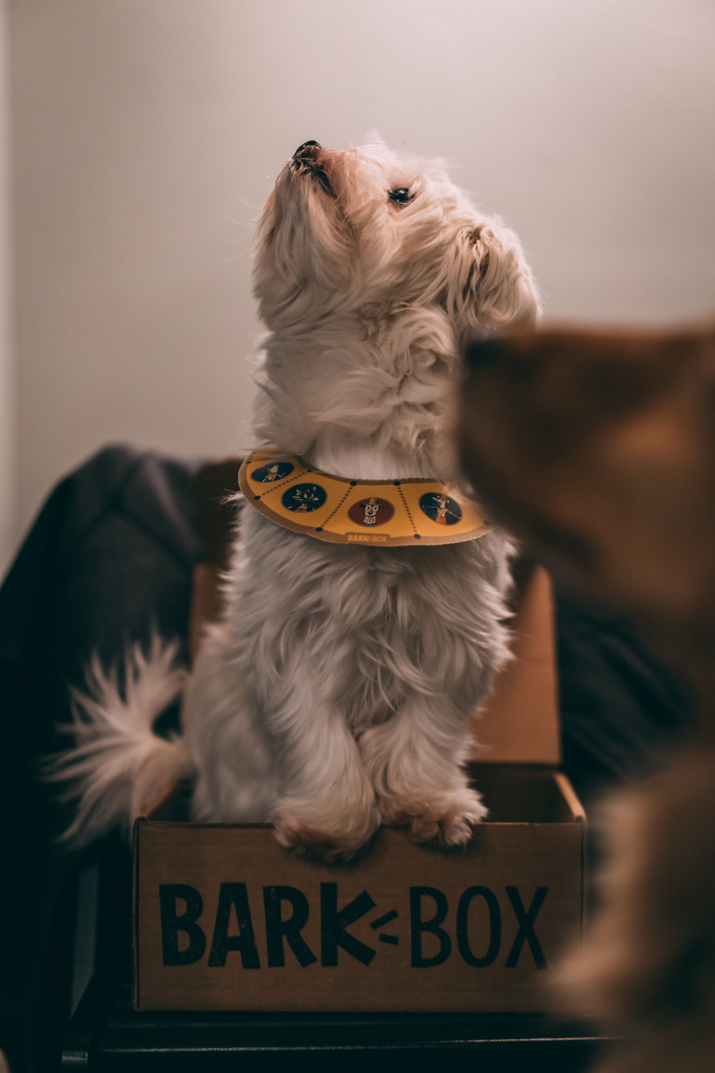BarkBox — frame 07