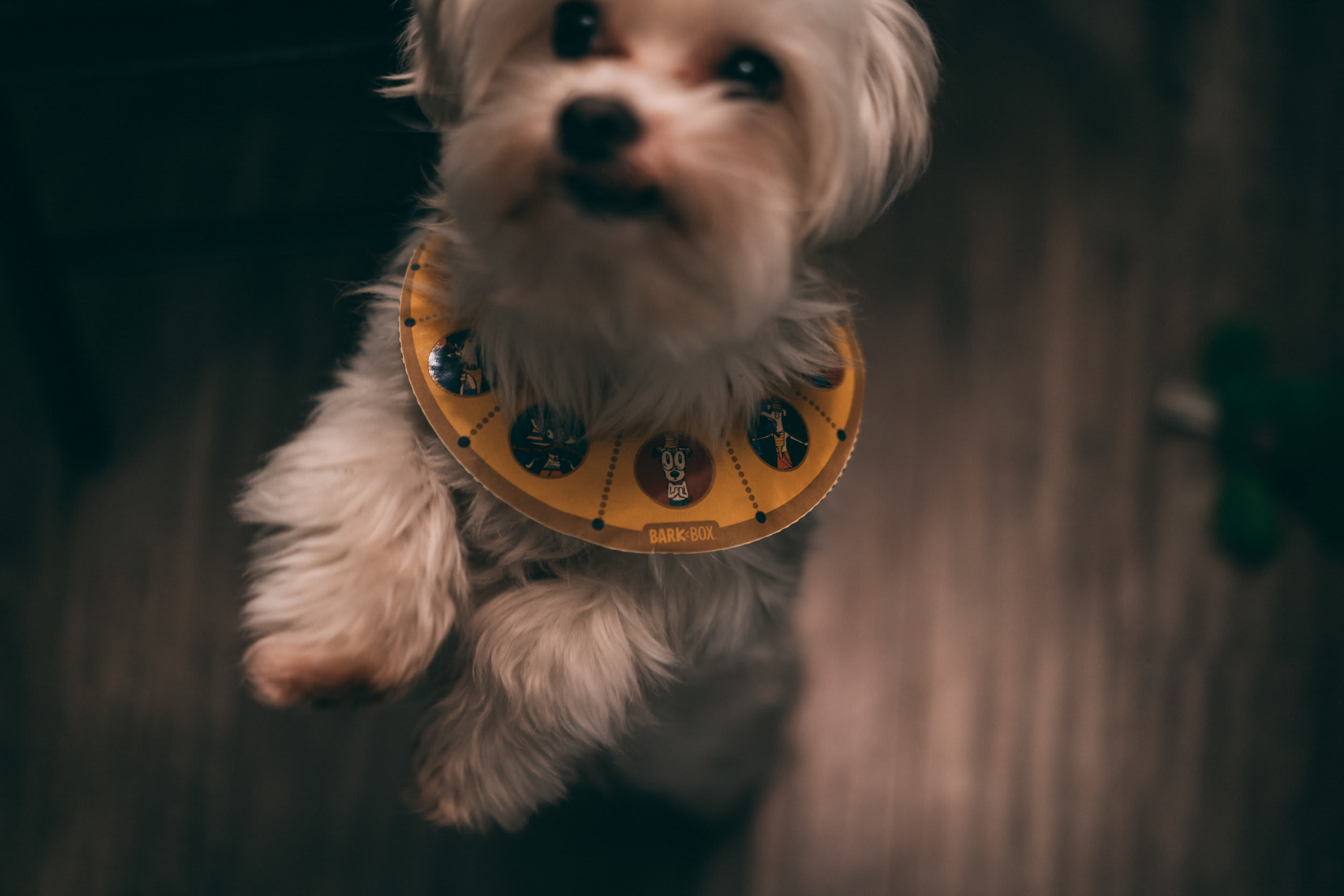 BarkBox — frame 06