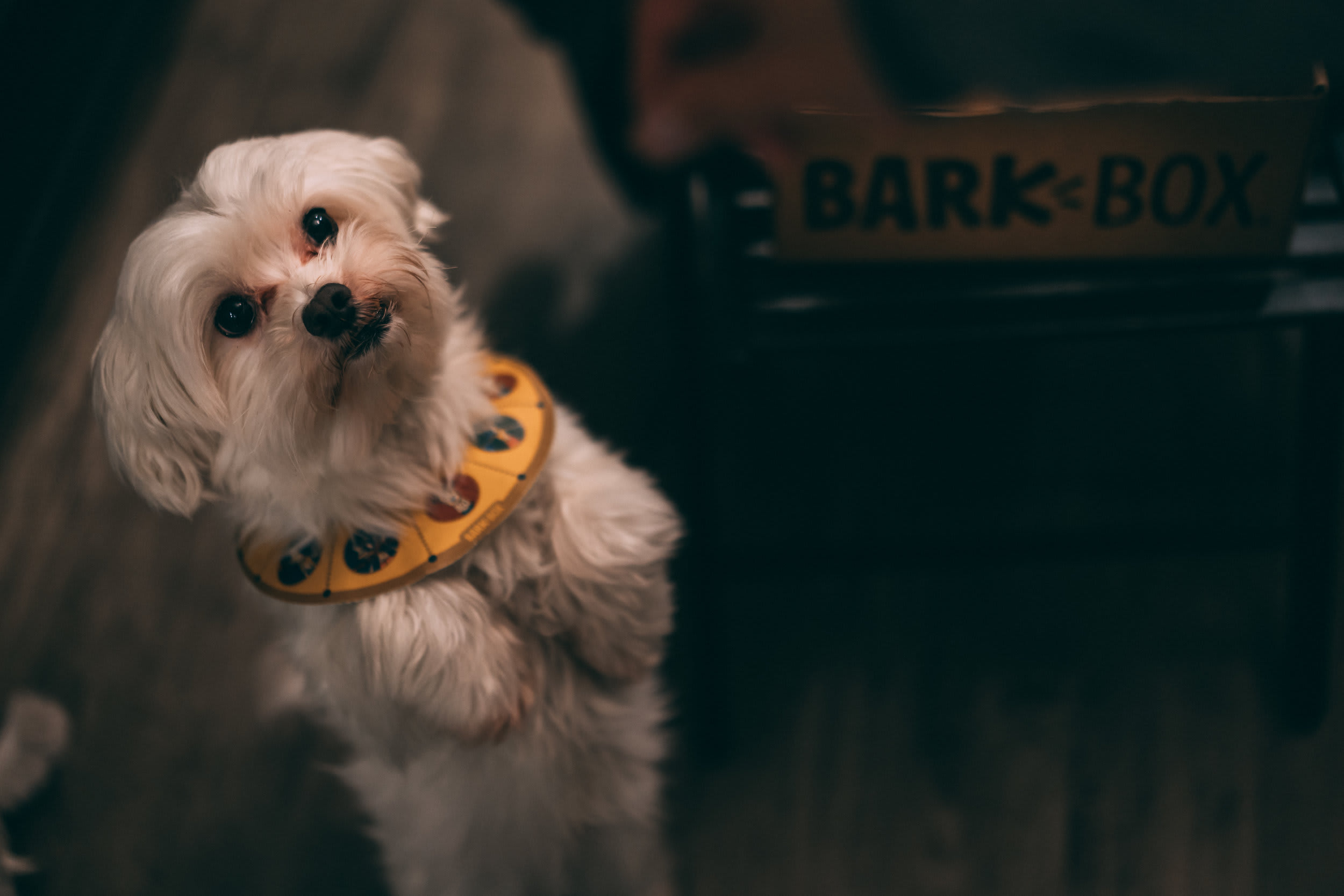 BarkBox — frame 08