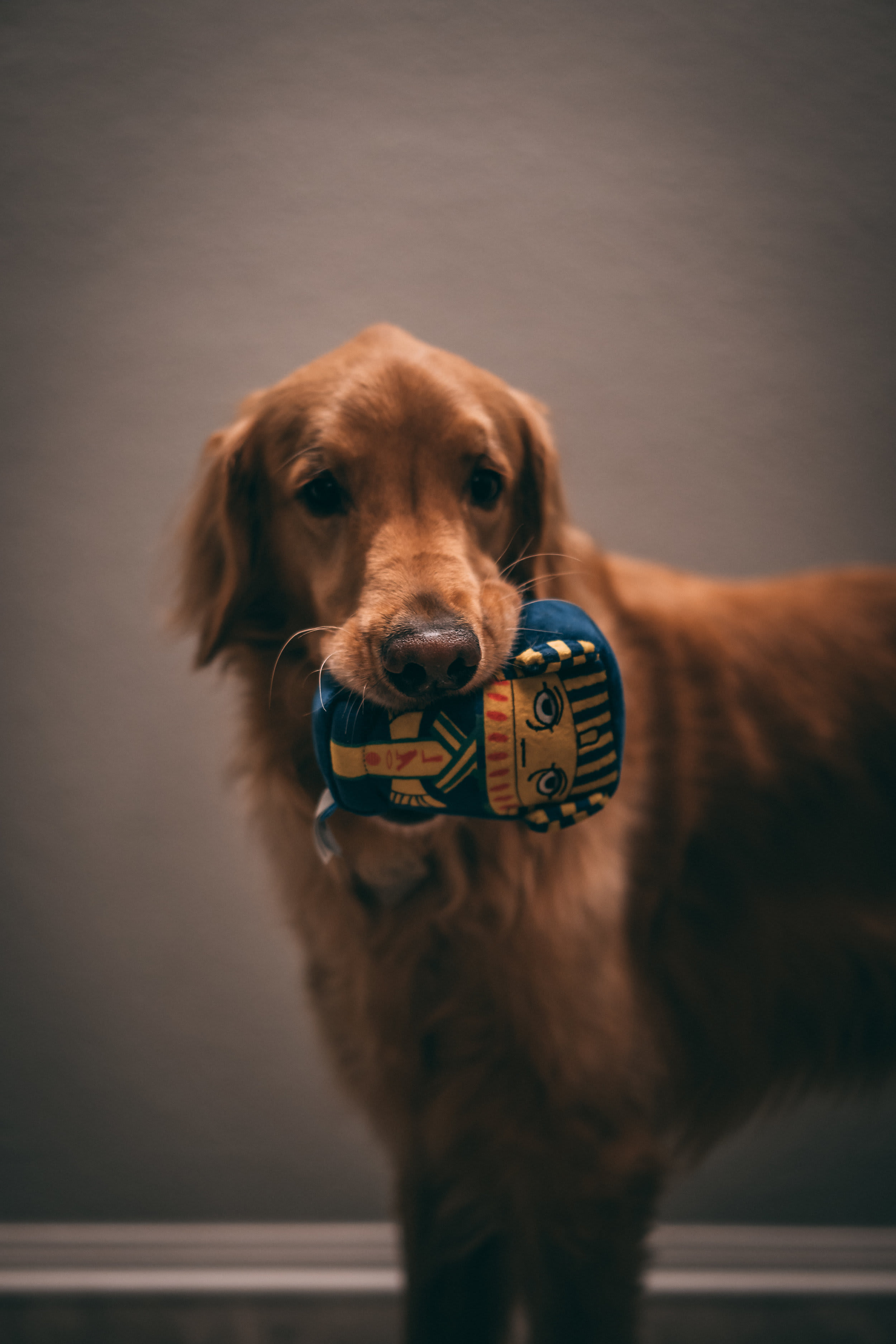 BarkBox — frame 09