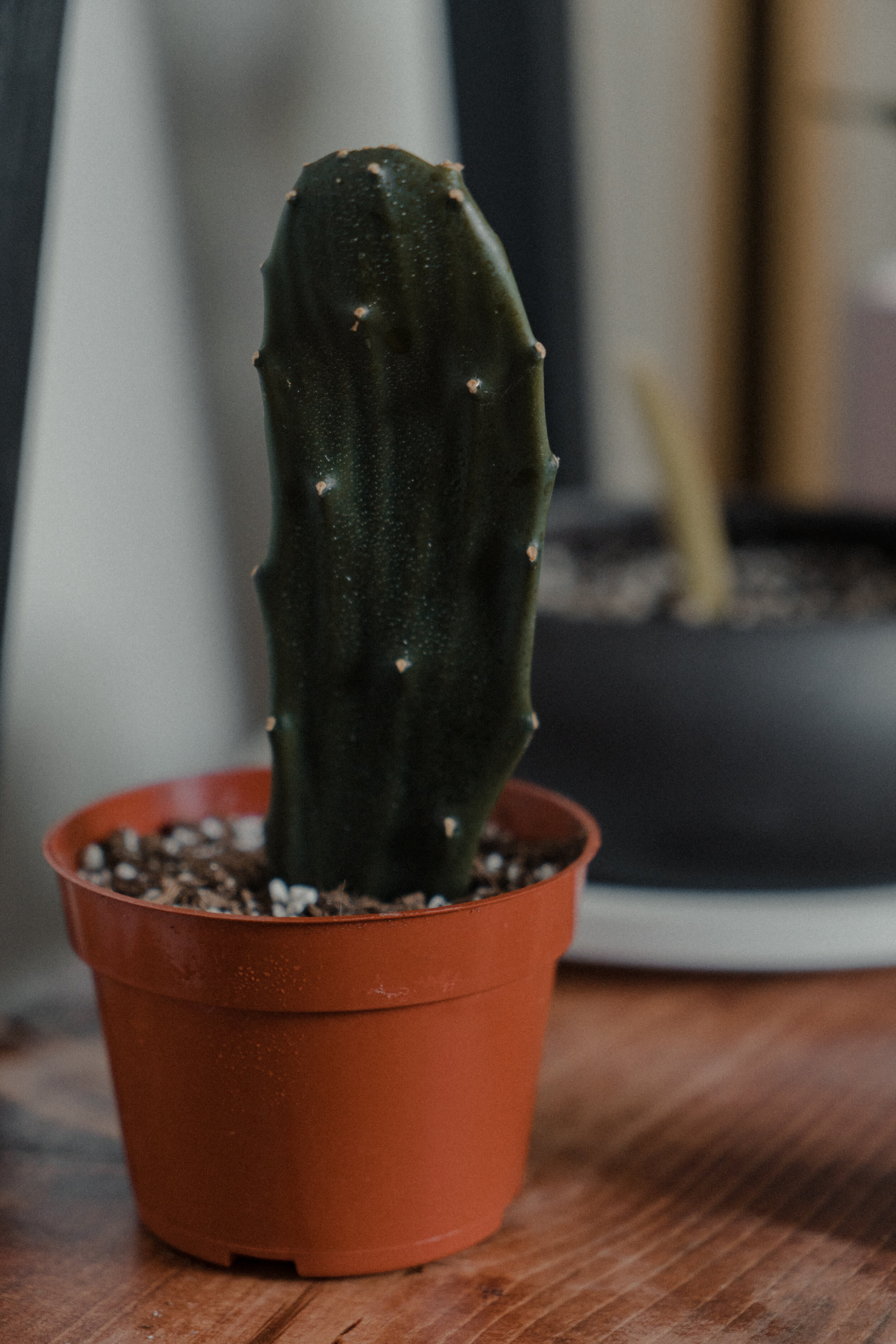 Justin the Builder — frame 07