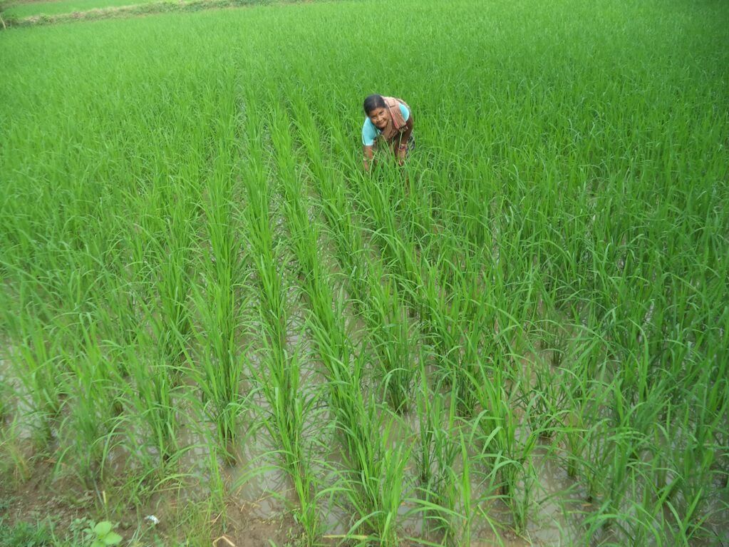 Livelihood- CEE