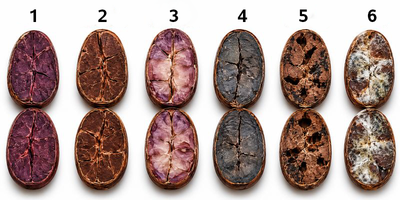The cocoa cut test tells the story behind each bean, so when opening the sample, its various states must be evaluated in detail: first, violet or purple beans, which generally indicate cocoa with very little fermentation and are usually harsher, more bitter, and astringent on the palate; second, well-fermented beans, which represent the ideal result by showing a uniform brown color, pronounced ridges, and excellent flavor development; third, under-fermented beans, characterized by an irregular color with purple and pale areas that reveal an incomplete fermentation process; fourth, slaty beans, recognizable by their grayish, smooth, or slate-like appearance caused by a total lack of fermentation or premature drying; fifth, insect-damaged beans, which exhibit visible holes and internal damage that severely affect the quality and safety of the lot; and sixth, moldy beans, which present clear mold growth inside and constitute a critical defect that is totally unacceptable in quality cocoa. cocoa cut test fermentation grade