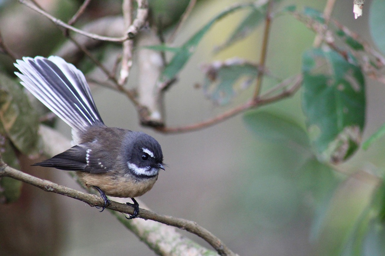 New Zealand: new zealand, native, bird, fantail, symbol, nature, tree, cute, gray news, gray new, fantail, fantail, fantail, fantail, fantail