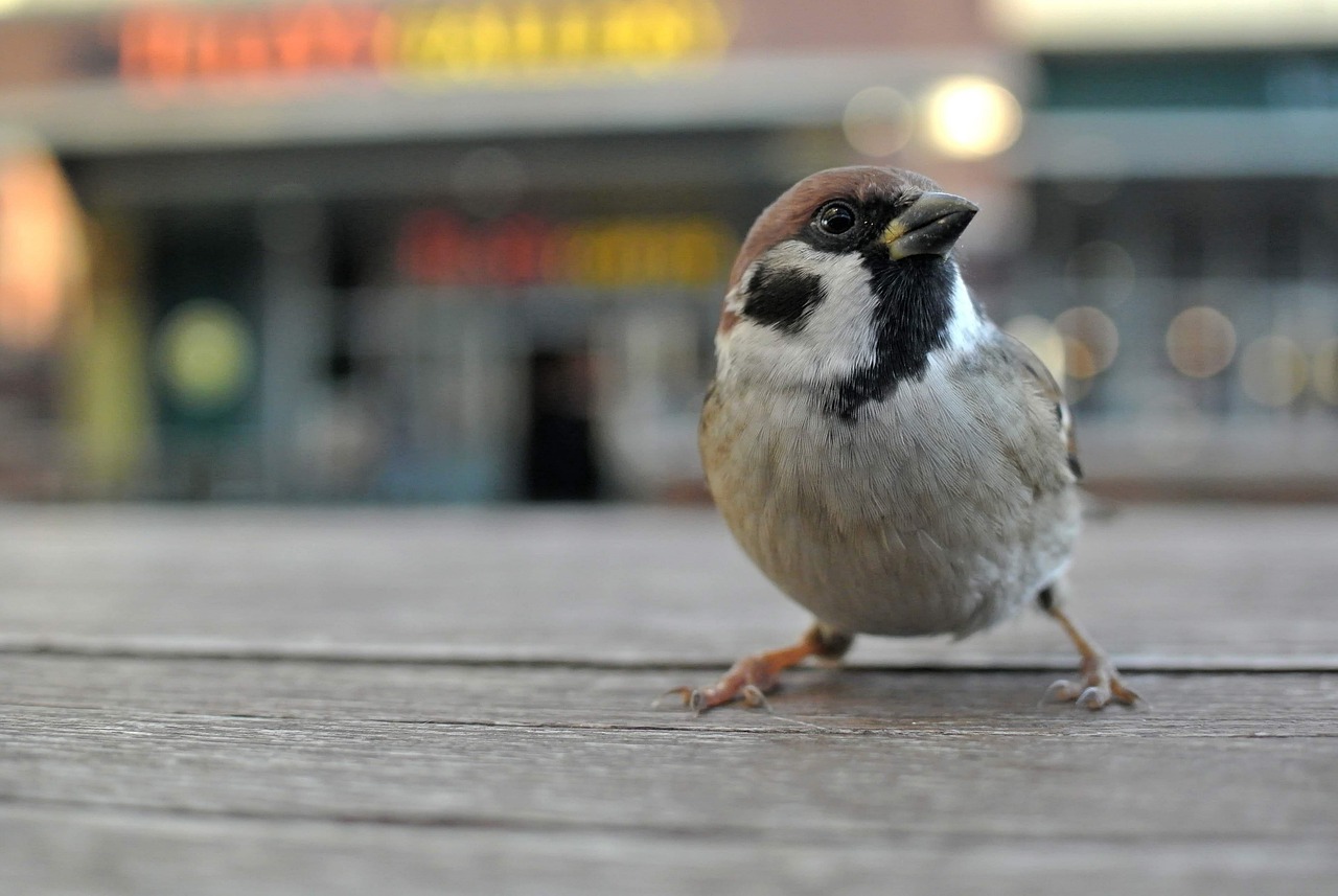 Japan: sparrow, bird, nature, city, town, cafe, brown, black, japan, japanese, gray city