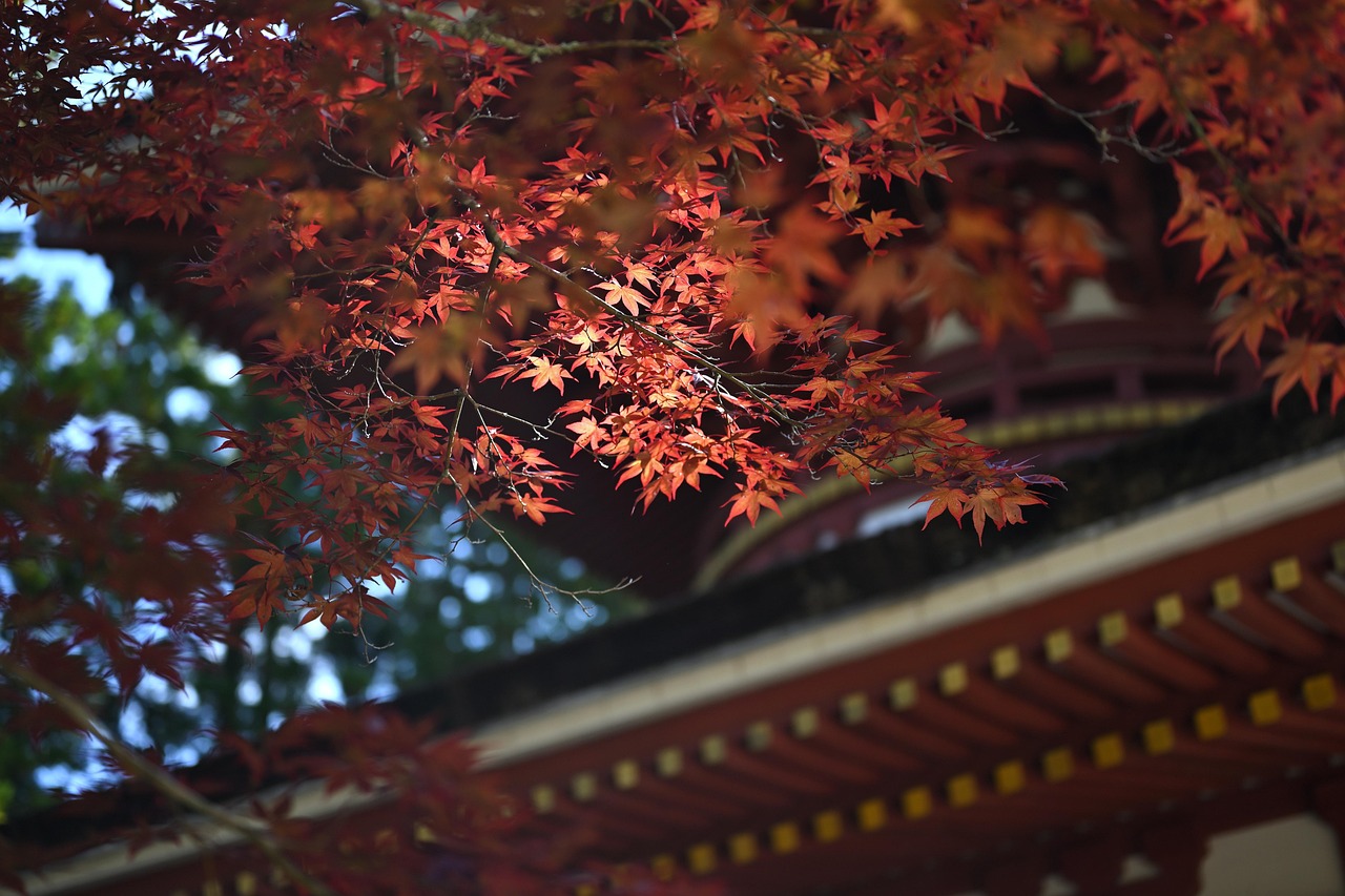 Japan: koyasan, japan, temple, world heritage site, autumnal leaves, maple, autumn, japan, japan, japan, japan, temple, temple, temple, temple, temple, autumn, autumn