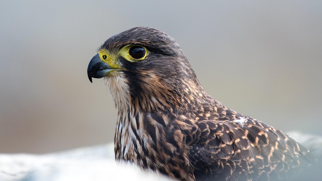 New Zealand: peregrine, bird, new zealand, south island, nature, avian, ornithology