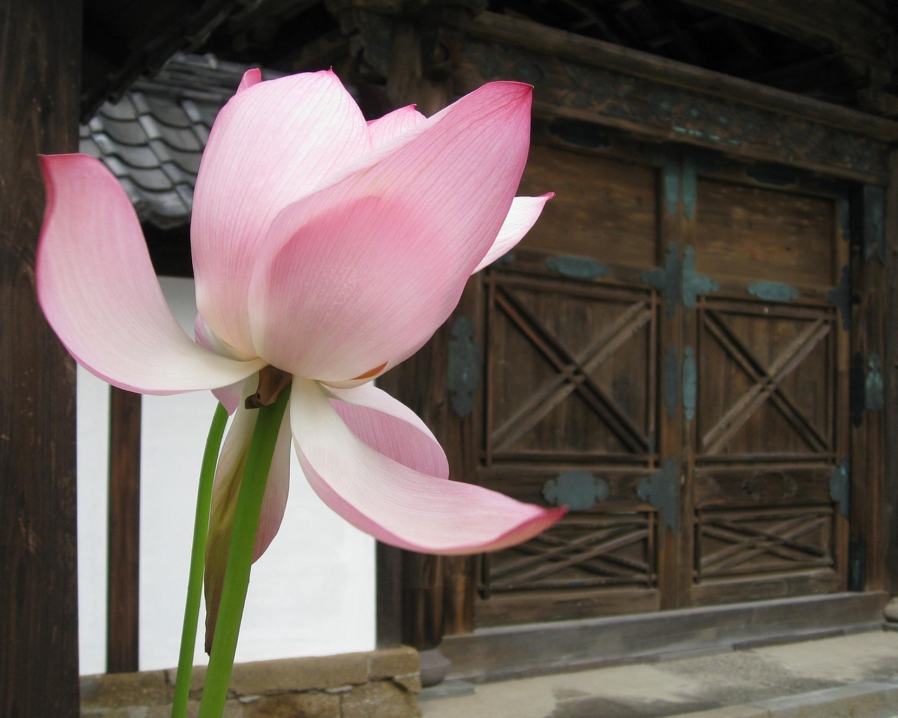 Japan: lotus, gate, temple, japan, asia, architecture, floral, entrance, gate, gate, japan, japan, japan, japan, japan