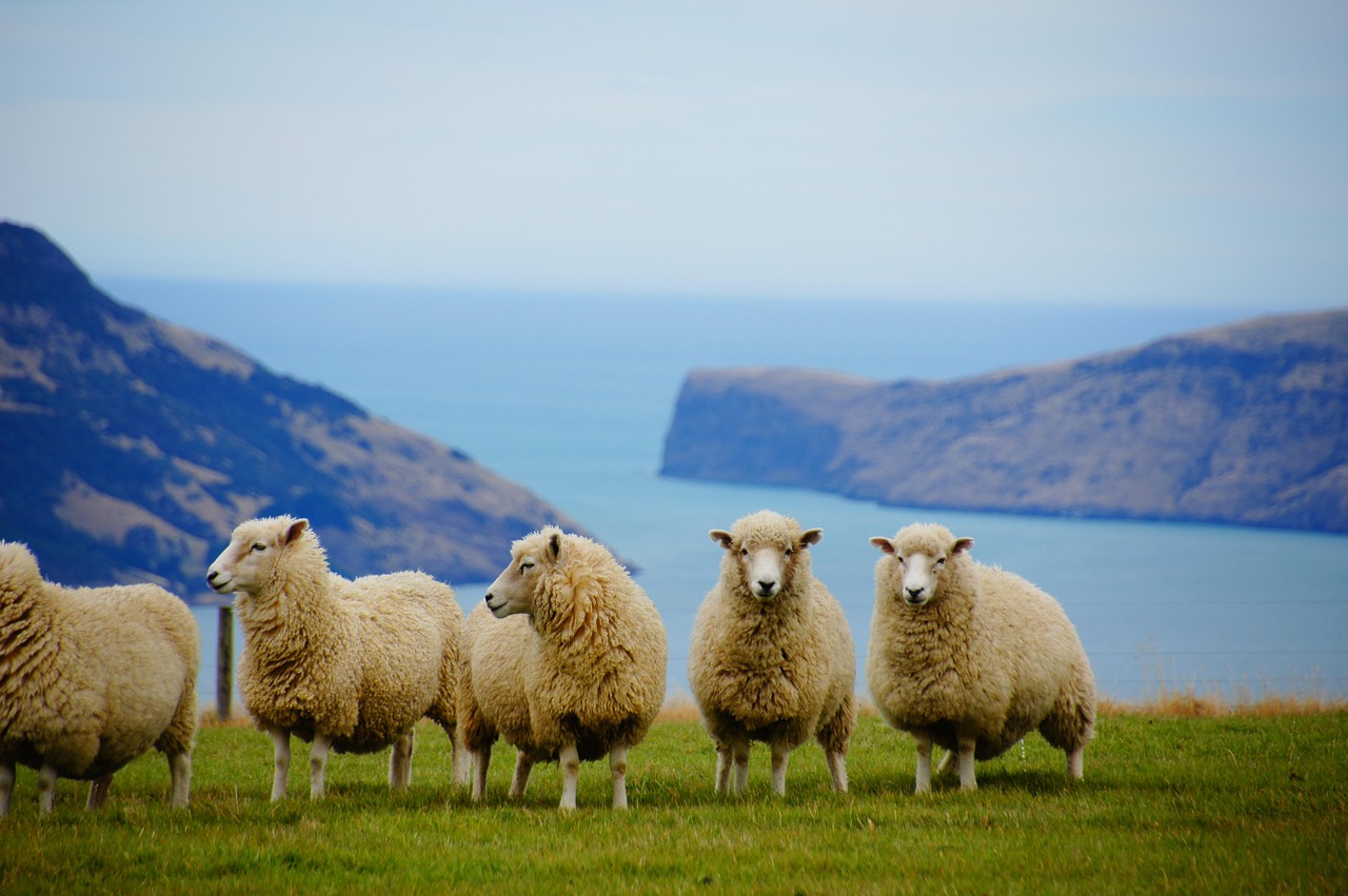 New Zealand: new zealand, nature, sea, sheep, coast