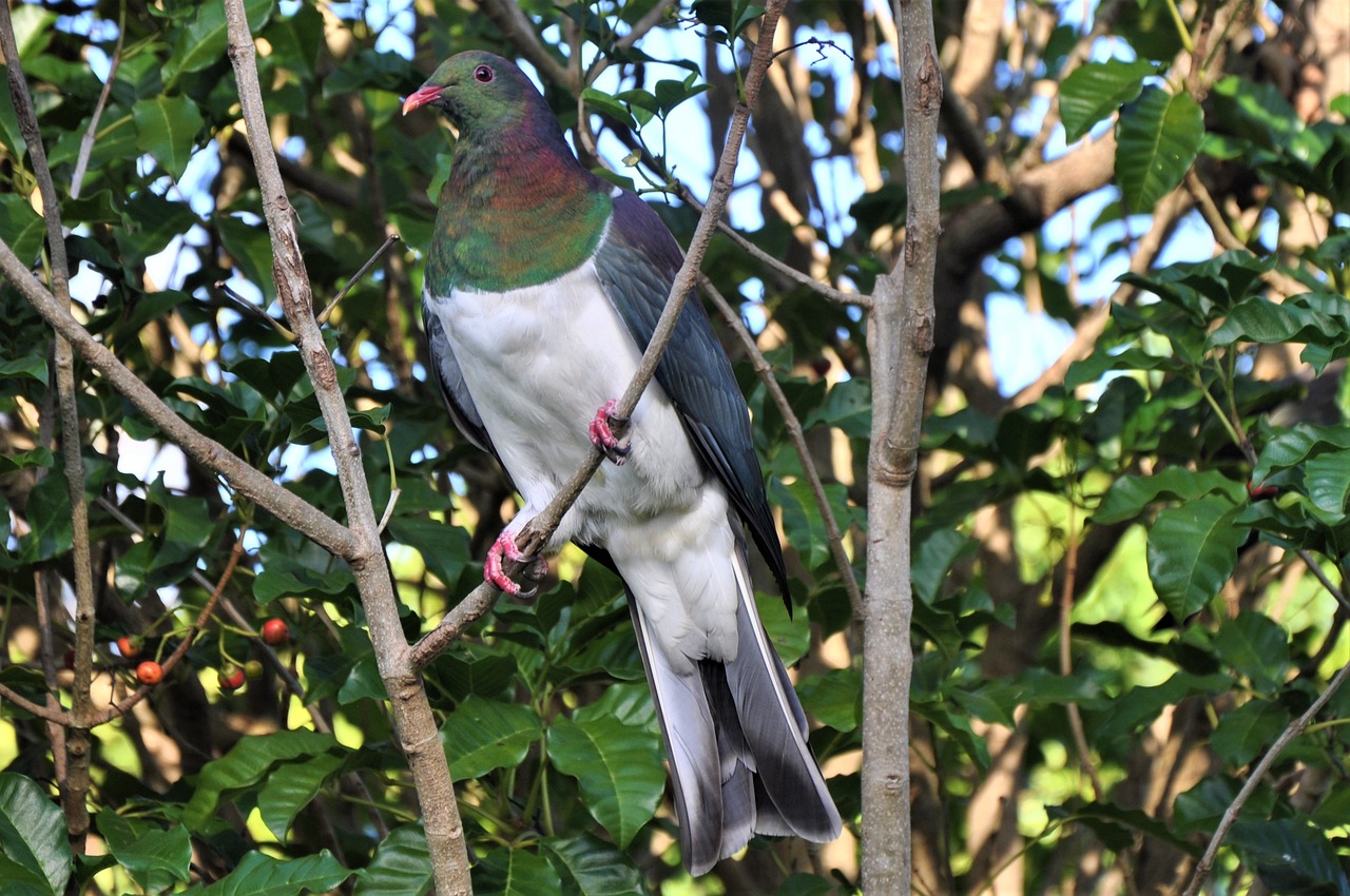 New Zealand: new, zealand, native, pigeon