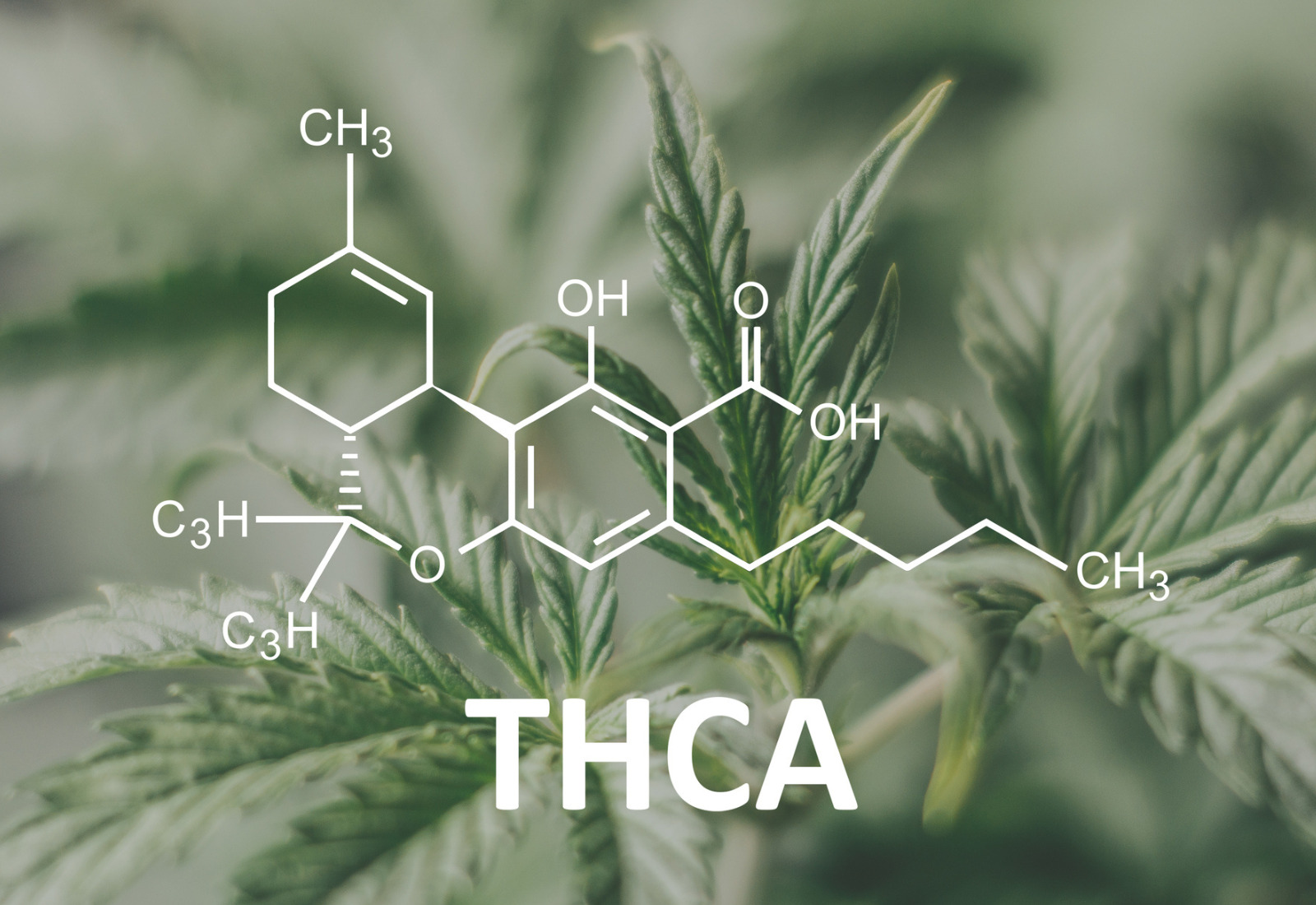 Exploring the Future of Synthetic THCA Strains