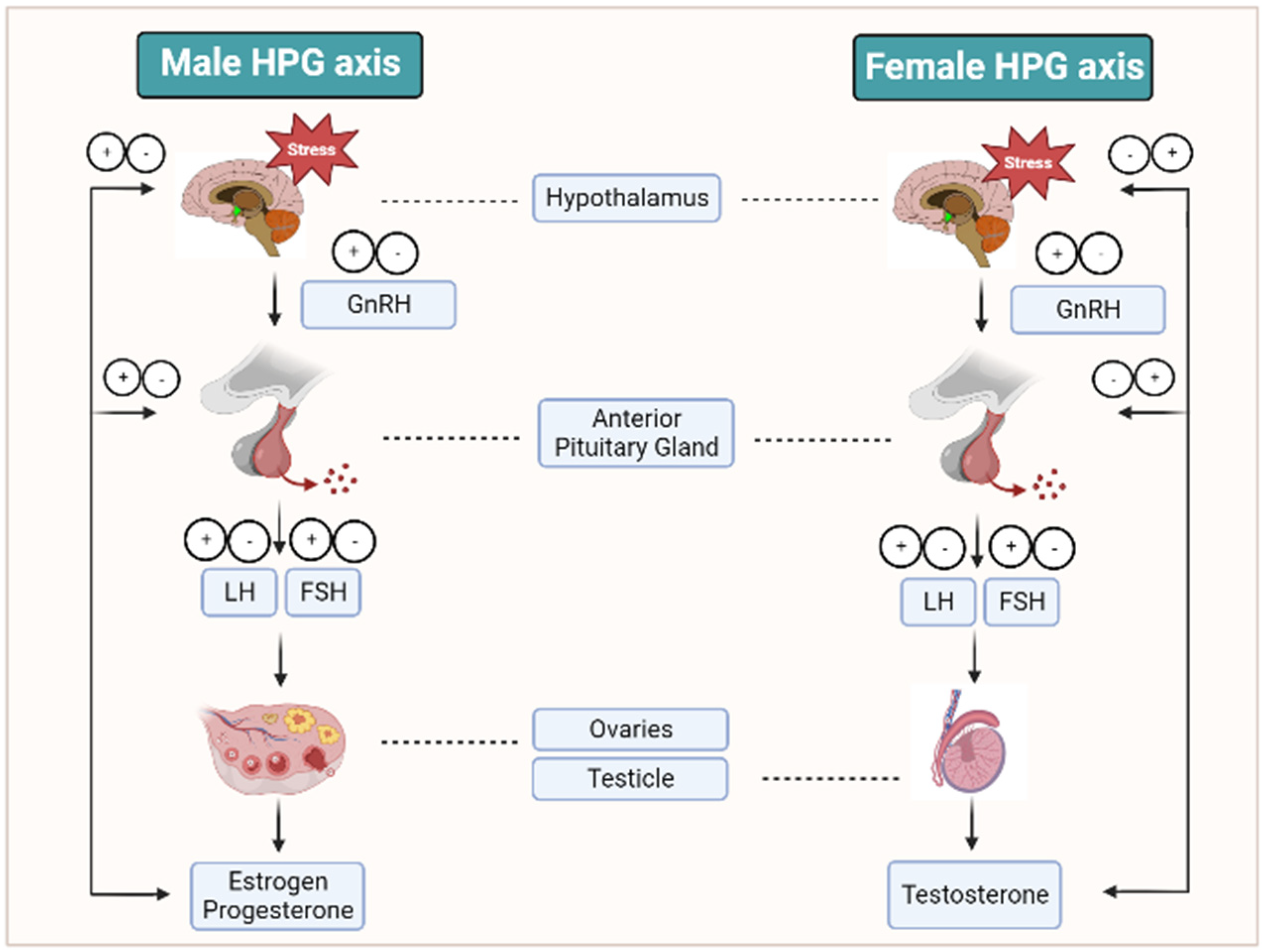 The Interplay Between Genetics And Infertility: Insights From A Specialist