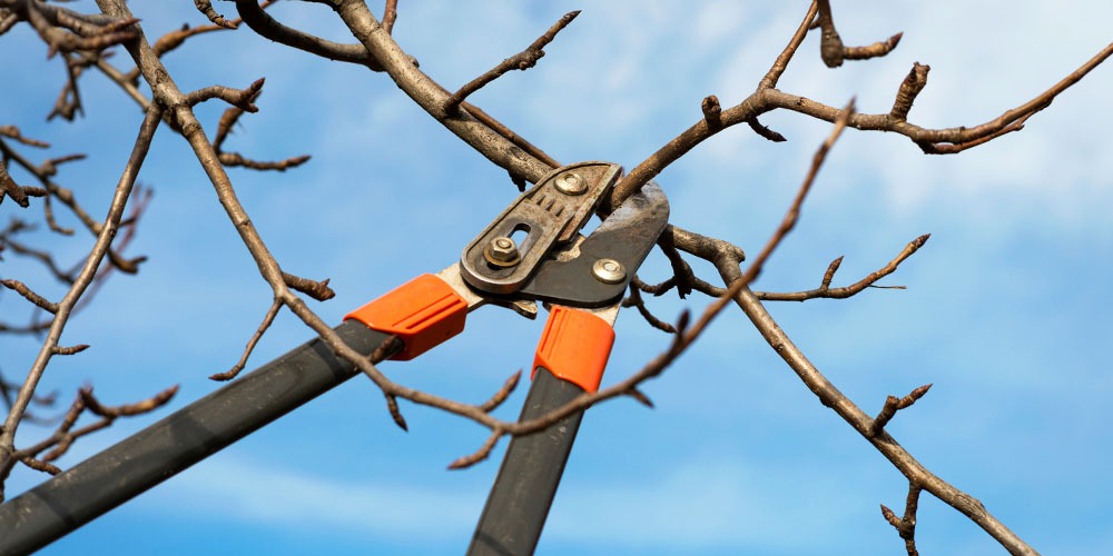 Mark Roemer Oakland Shares Plants That Need Pruning Before Spring