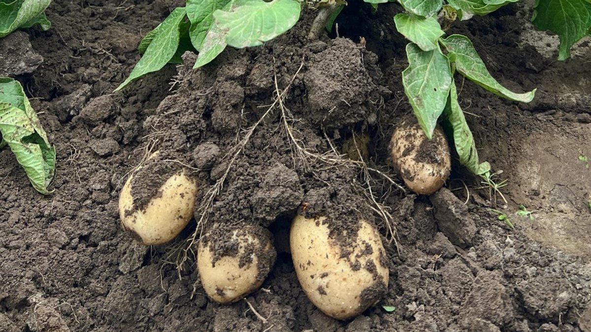 Harvest Homegrown Potatoes with Simple Steps - homegrown potatoes