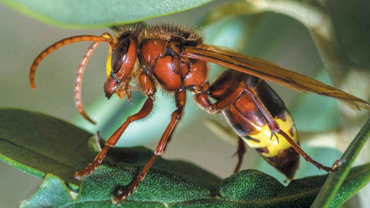 Insect species estimate triples to 20 million - insect species estimate