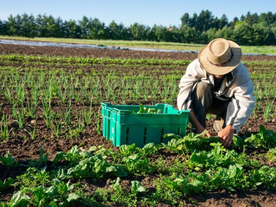 Barcelona Trials New Sustainable Farming Methods