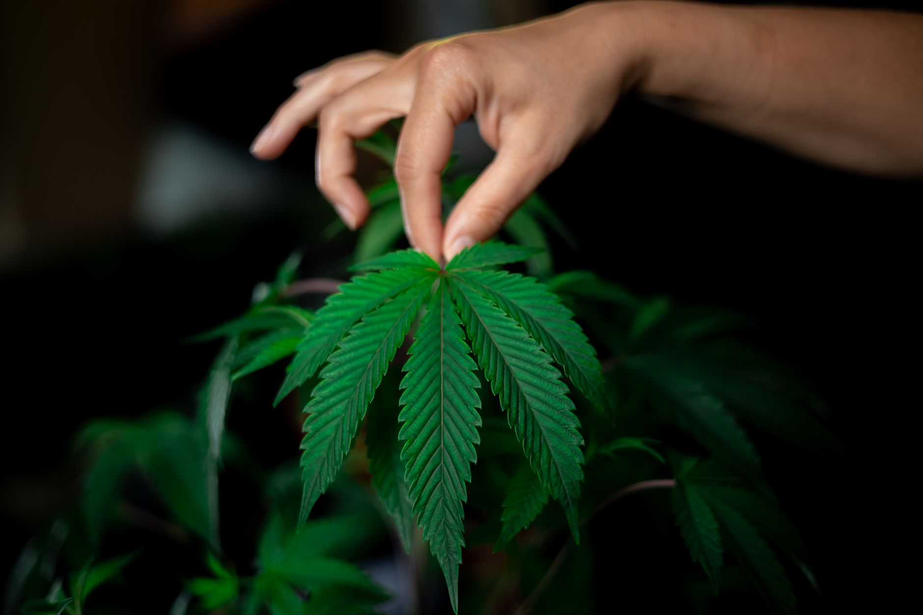There’s A Lot More to Marijuana Than Just Public Perception