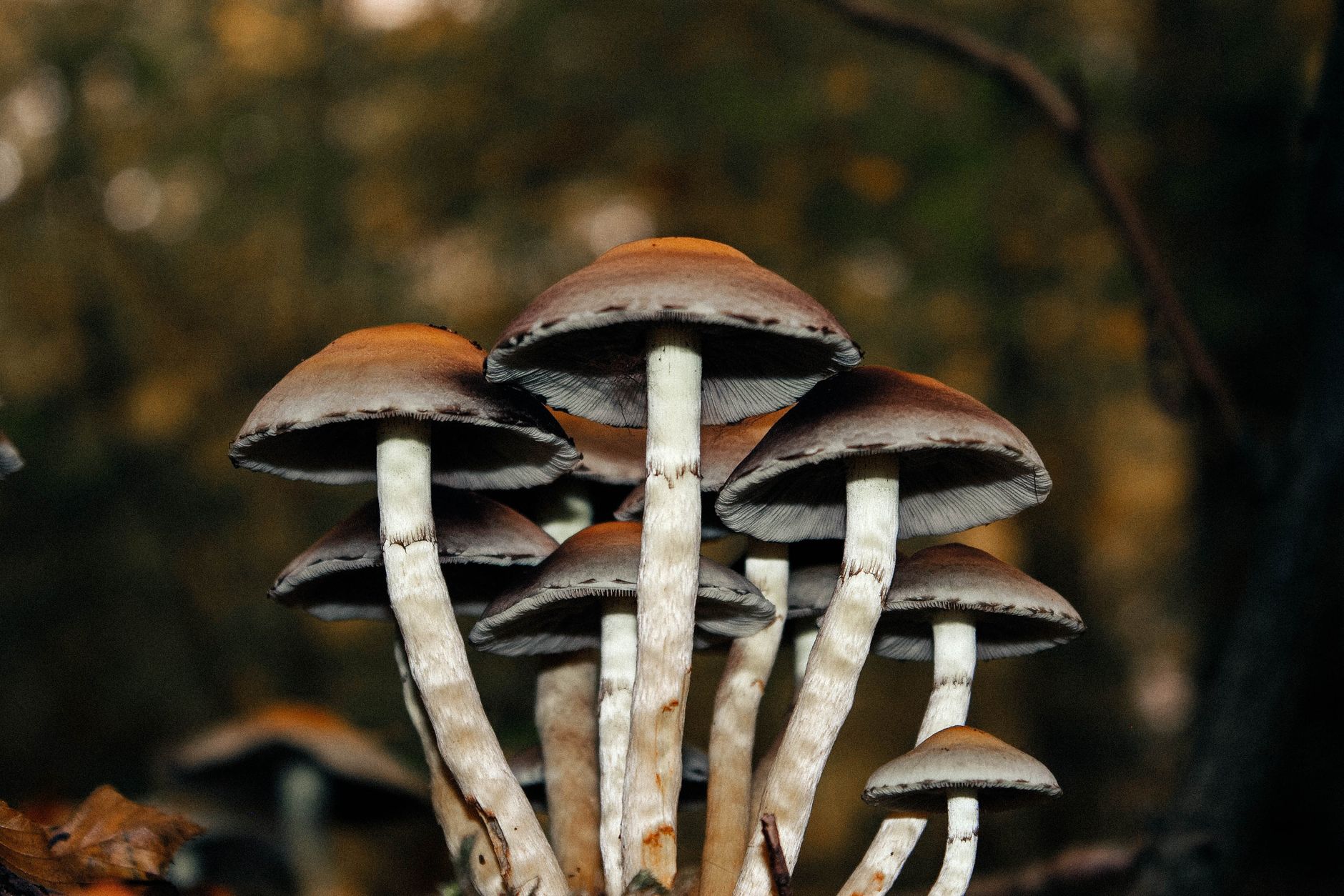 Exploring the Psychedelic Landscape: A Guide to Shrooms in Toronto