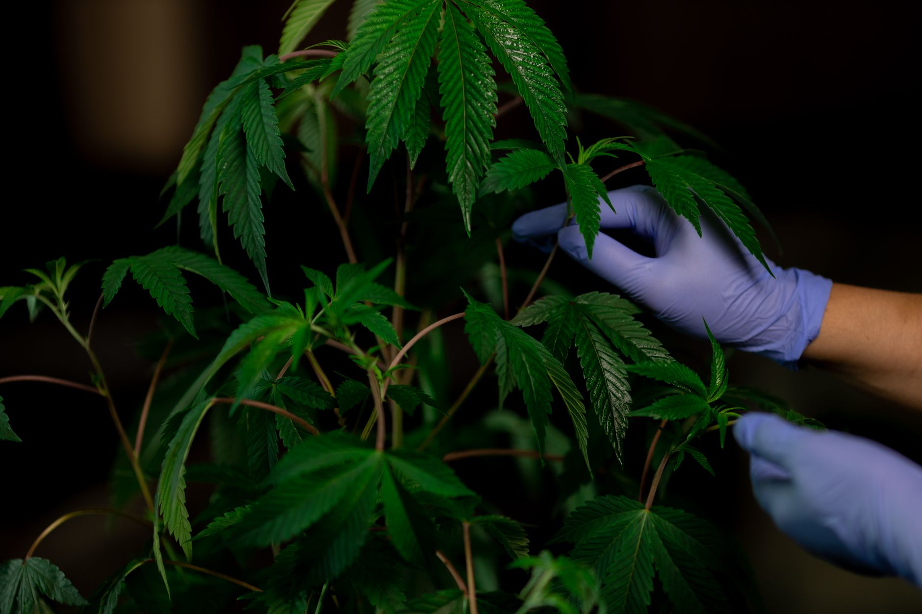 How to get a medical marijuanas card in Arizona online