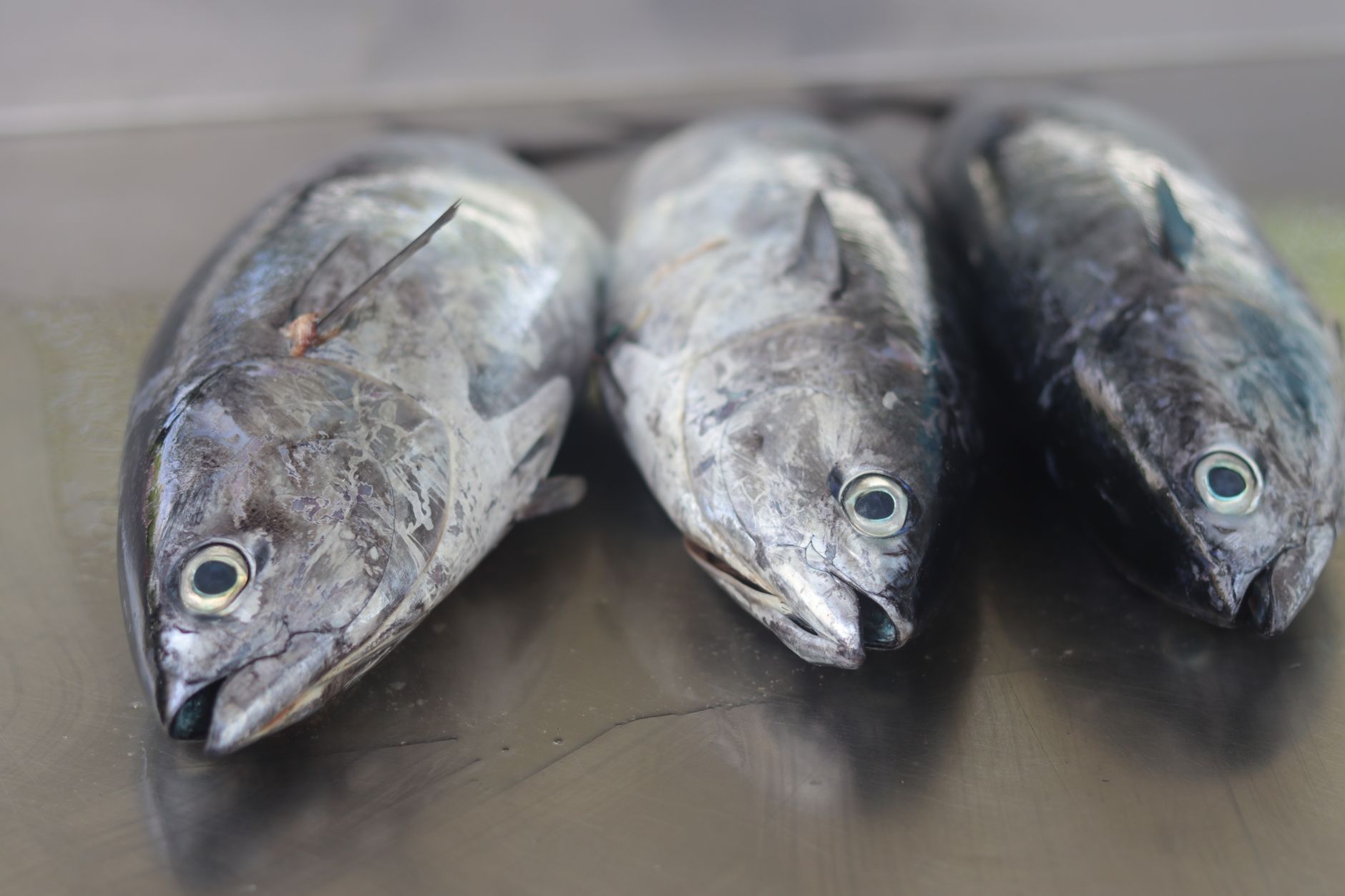 The Whole Fish Comeback: Why Everyone’s Obsessed (And You Should Be Too)