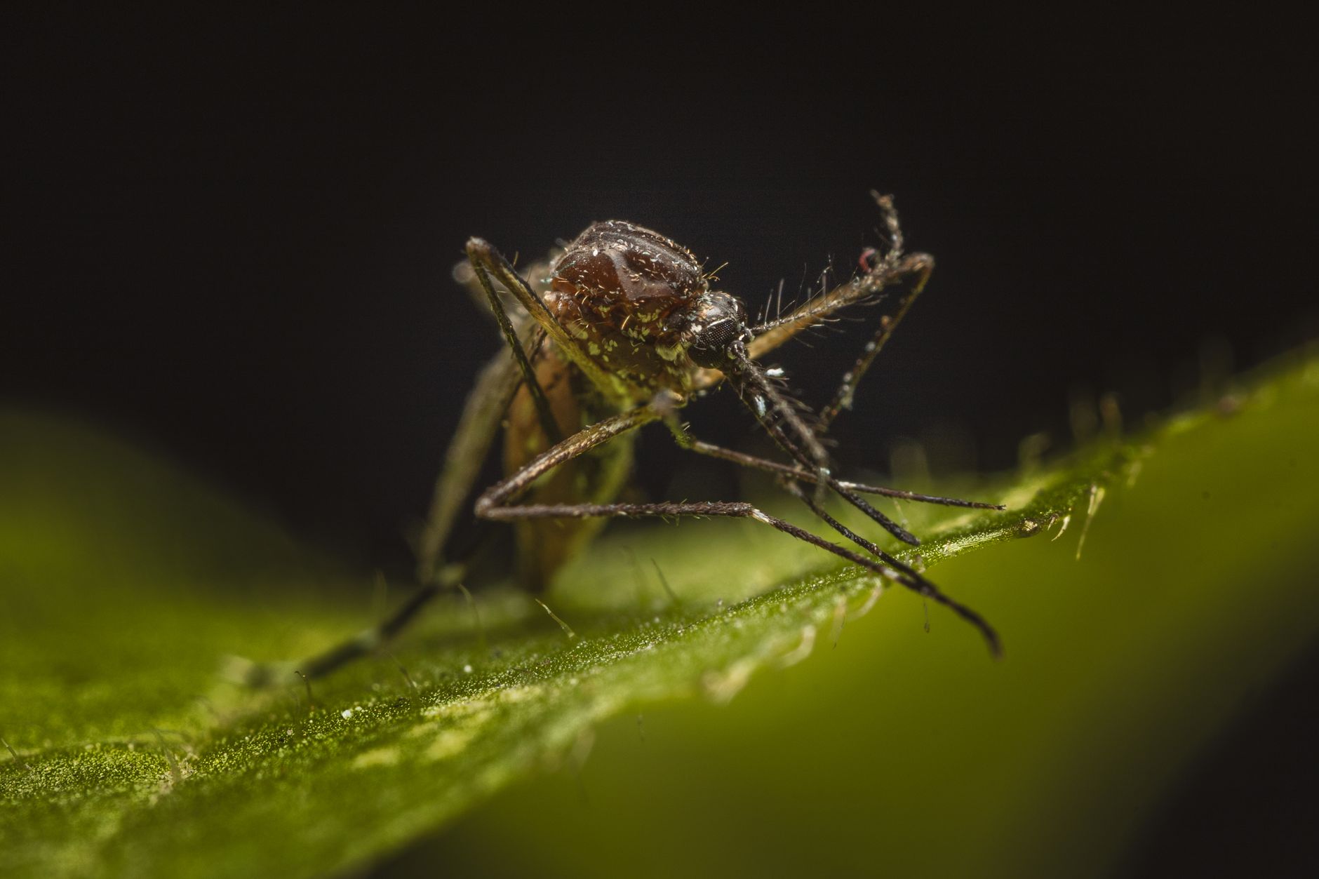 Get to know Aedes Aegypti Mosquito, Spreader of Dengue Fever