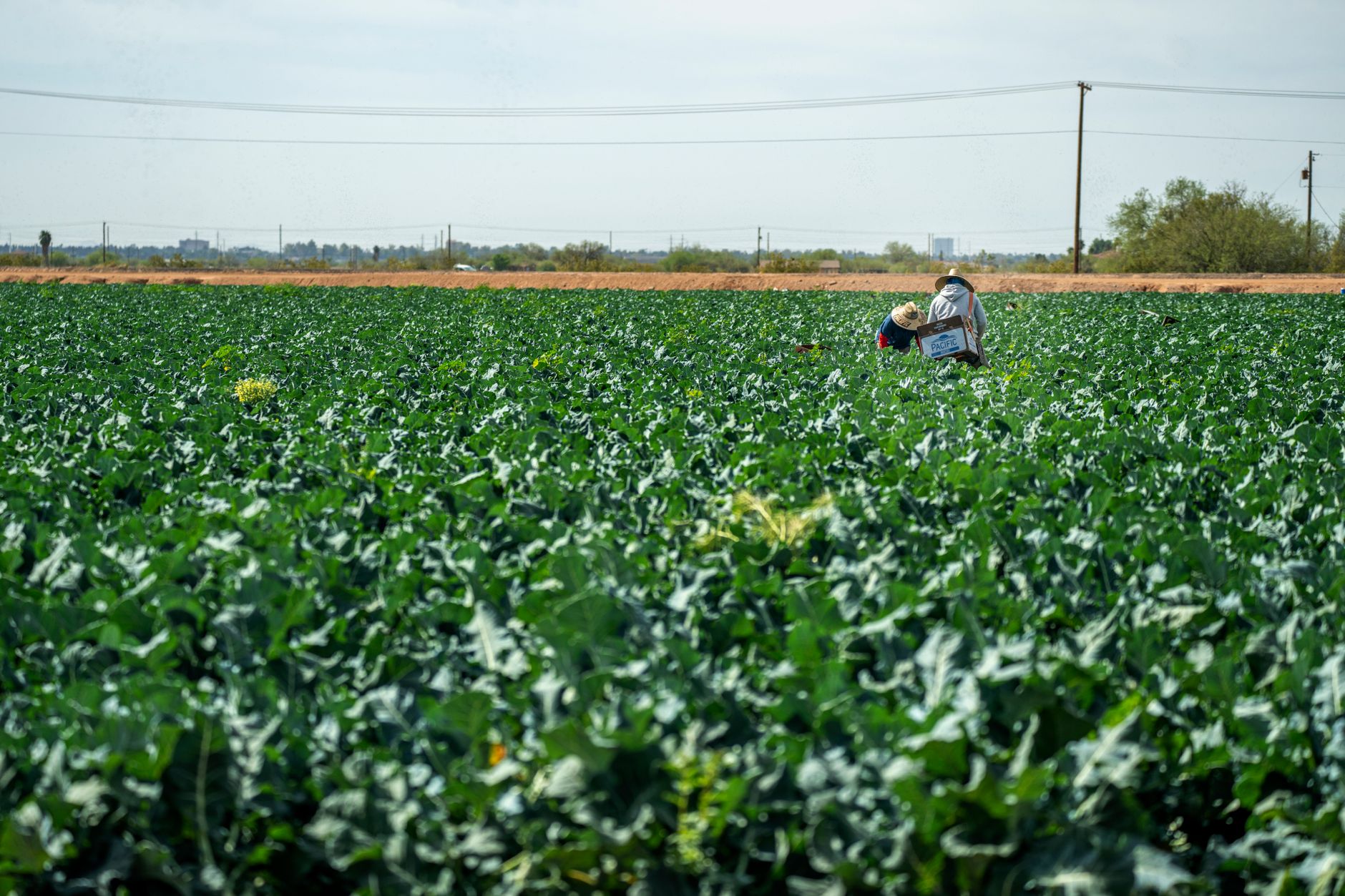 American Green Industry – What should we expect?