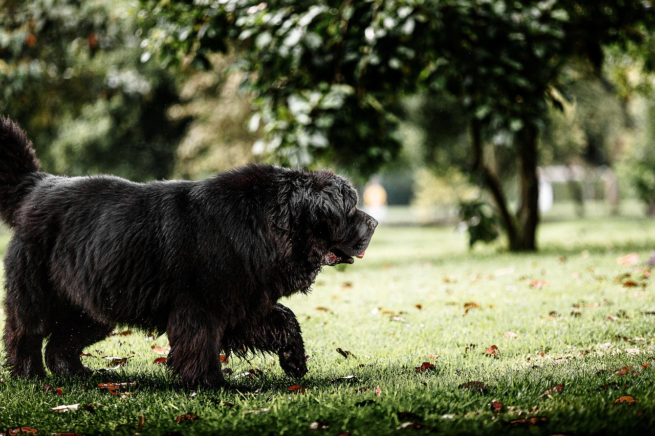 Exploring Pet-Friendly Activities for Holidays
