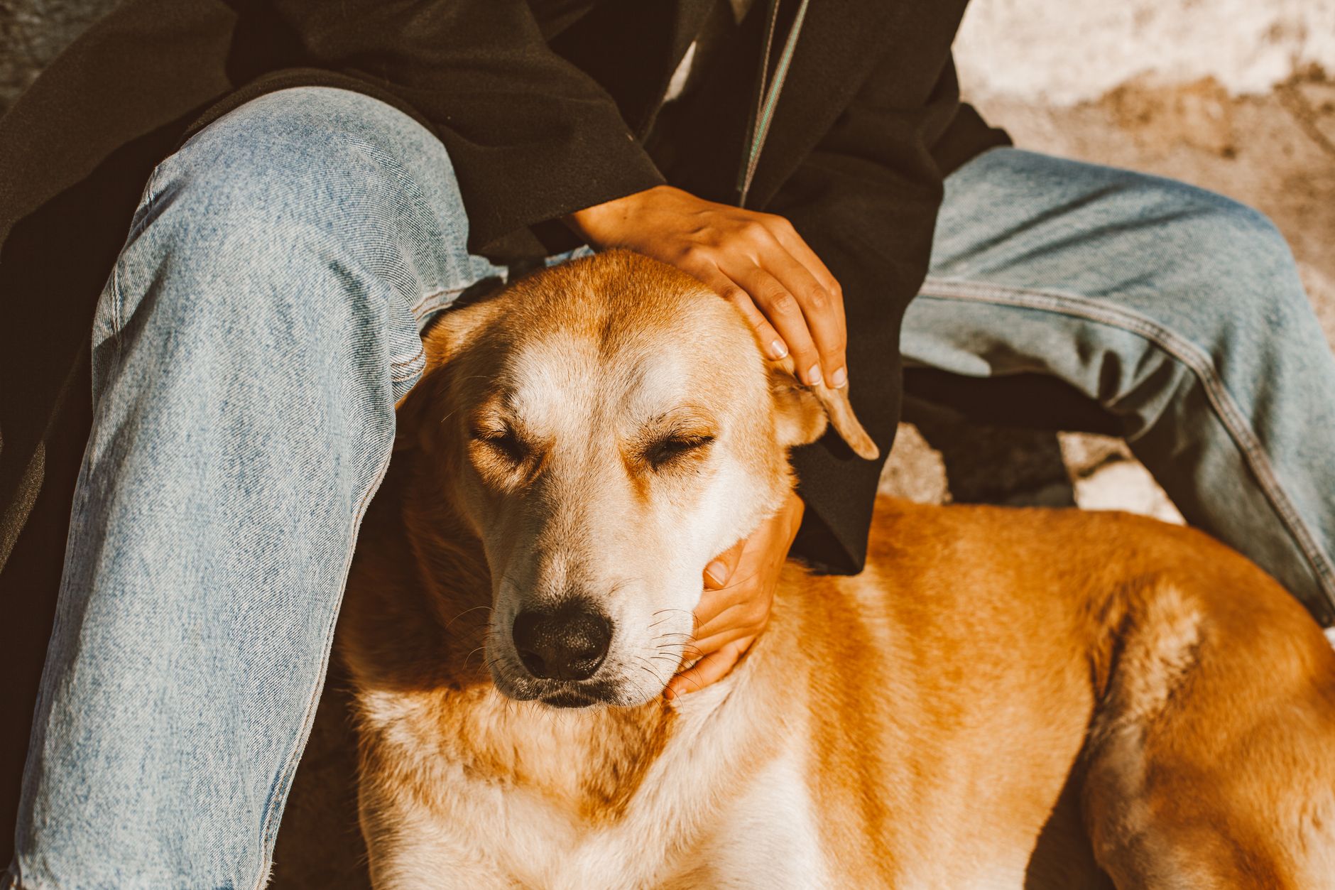 The Science Behind Why We Love Our Pets