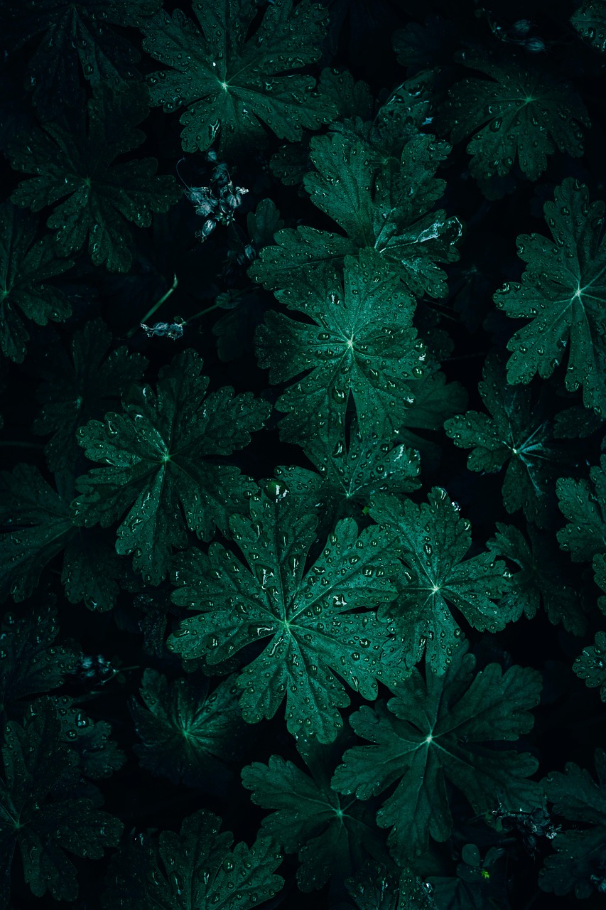 Parsons Green’s Green Gardens: Lab Grown Diamond Rings
