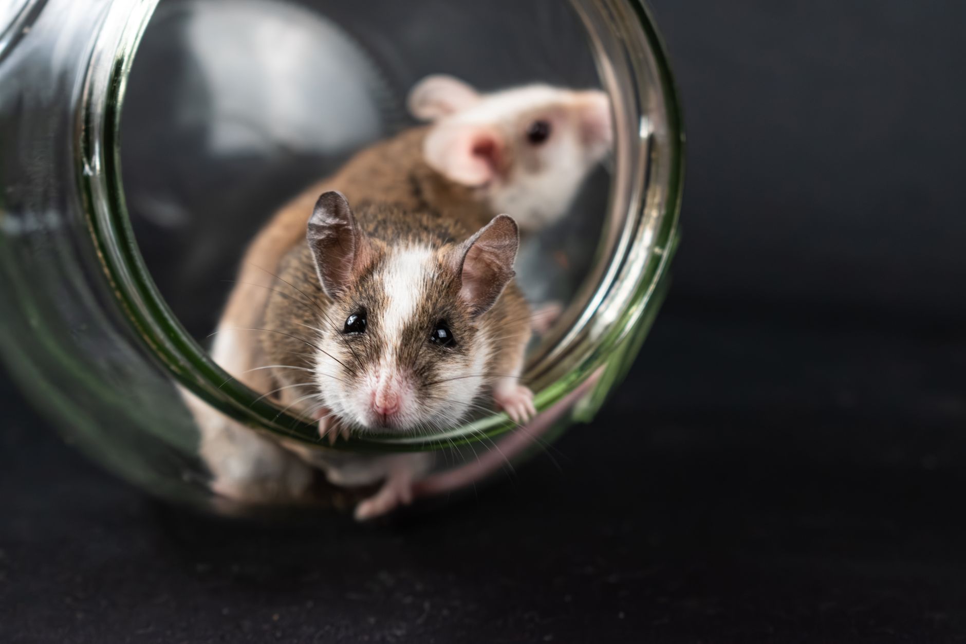 Mice as a pest control issue is old as 15,000 Years!