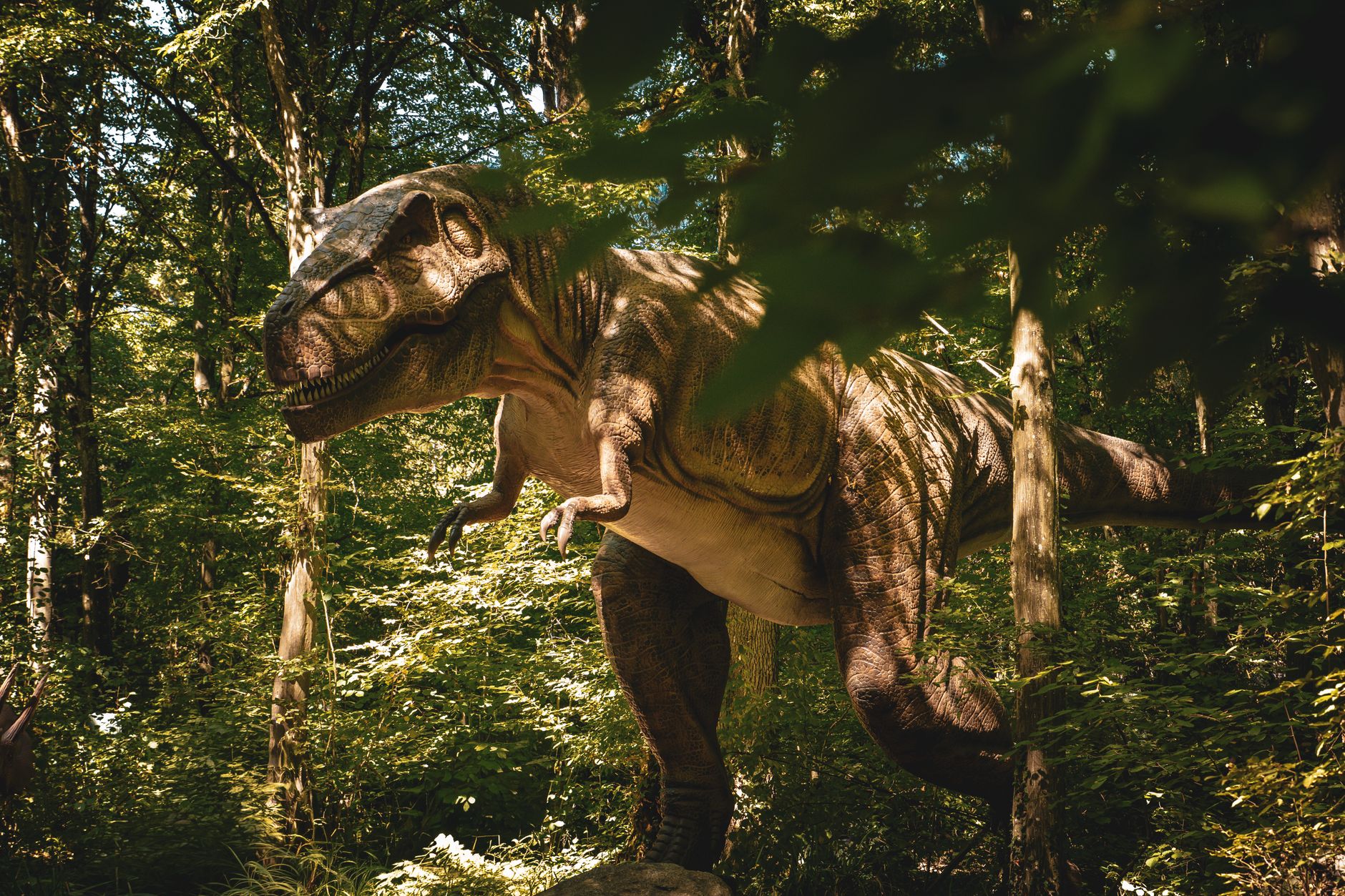 T. rex’s tiny arms mystery solved