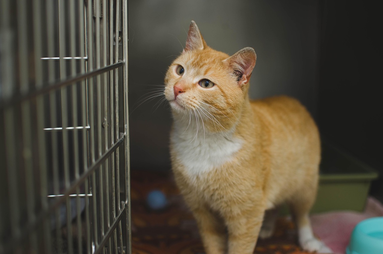 Why Veterinary Centrifuges are a Staple in Animal Clinics