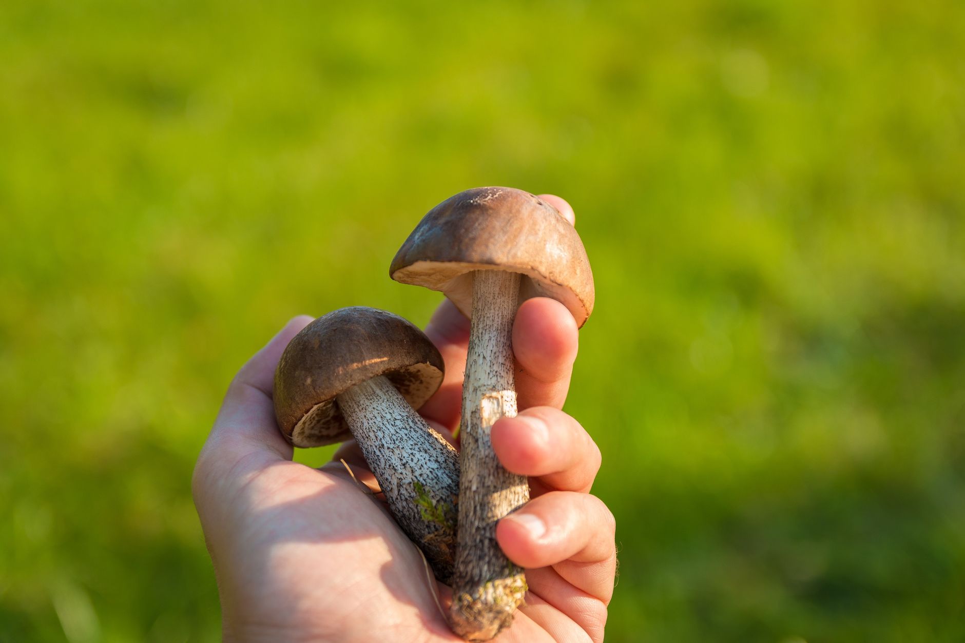 Buy Shrooms Online: Exploring the World of Online Psychedelic Purchases
