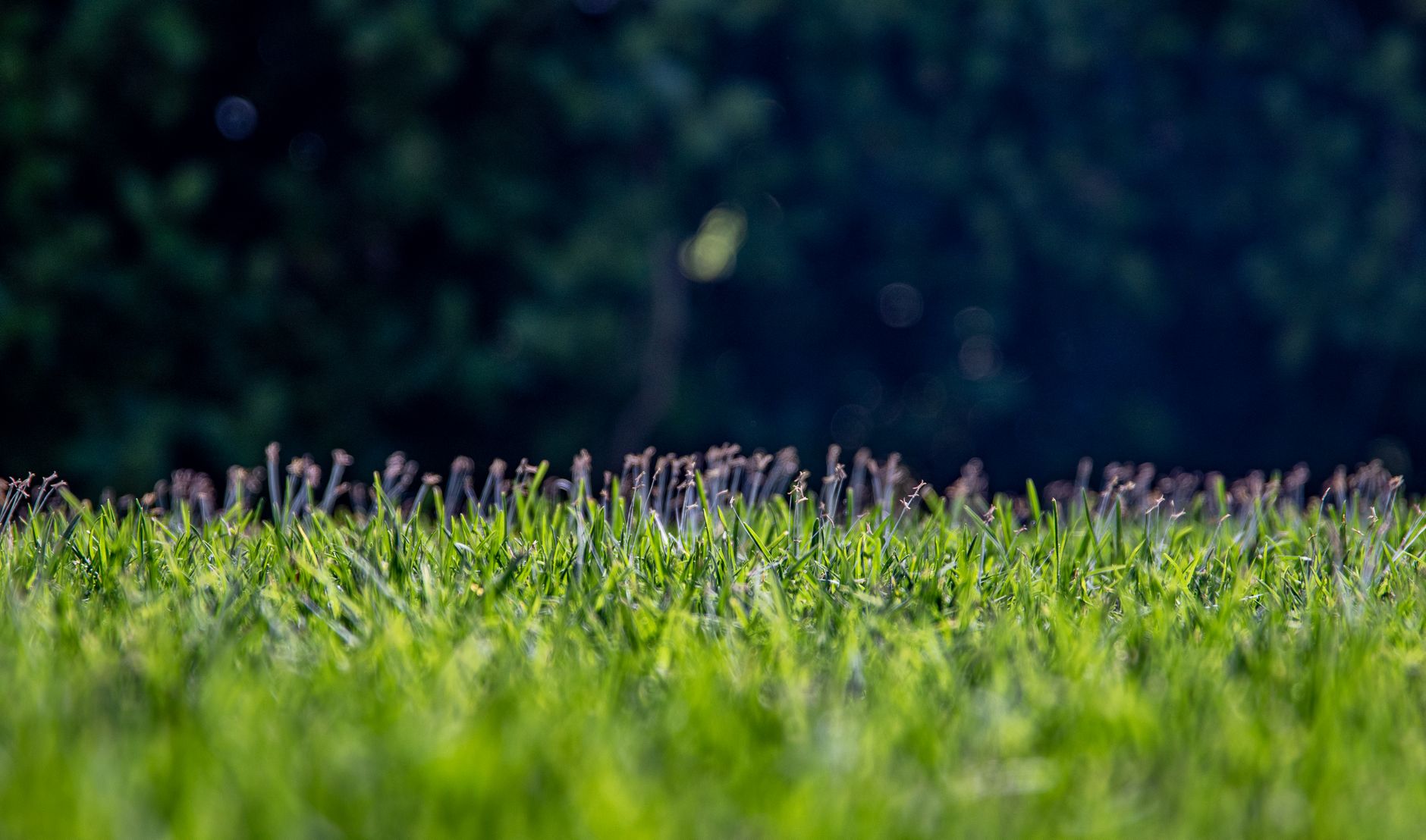 Lawn Aeration Prices Vary by Location