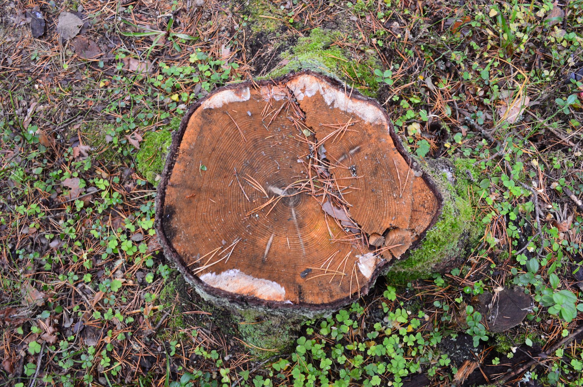 Stump Removal Costs Revealed