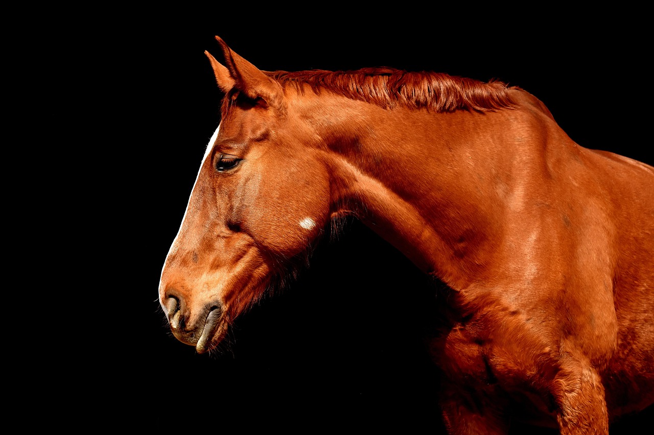 Enhancing Safety and Efficiency in Equine Management