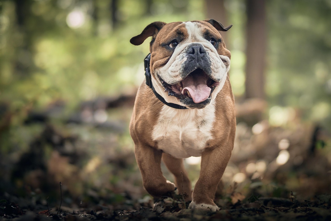 How to Keep Your Pet Engaged and Active