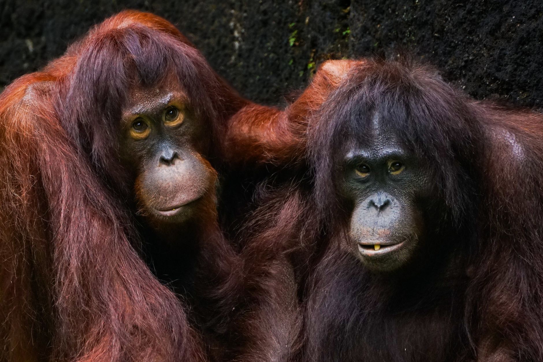 Planning Your Next Big Escape to Borneo
