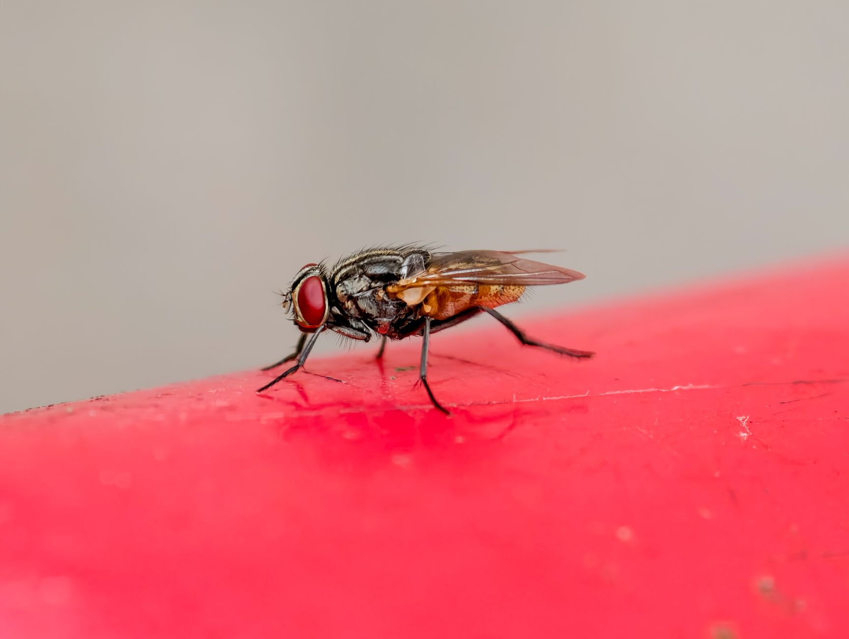 The Importance of Regular Pest Checkup For Your Home