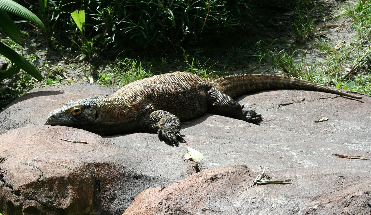 Komodo Tour Adventure with Discovery Komodo Adventure