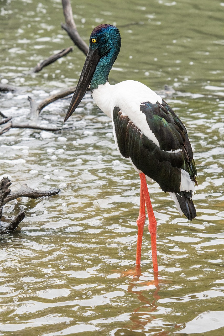 Qantas rolls out Northern Territory discount fare