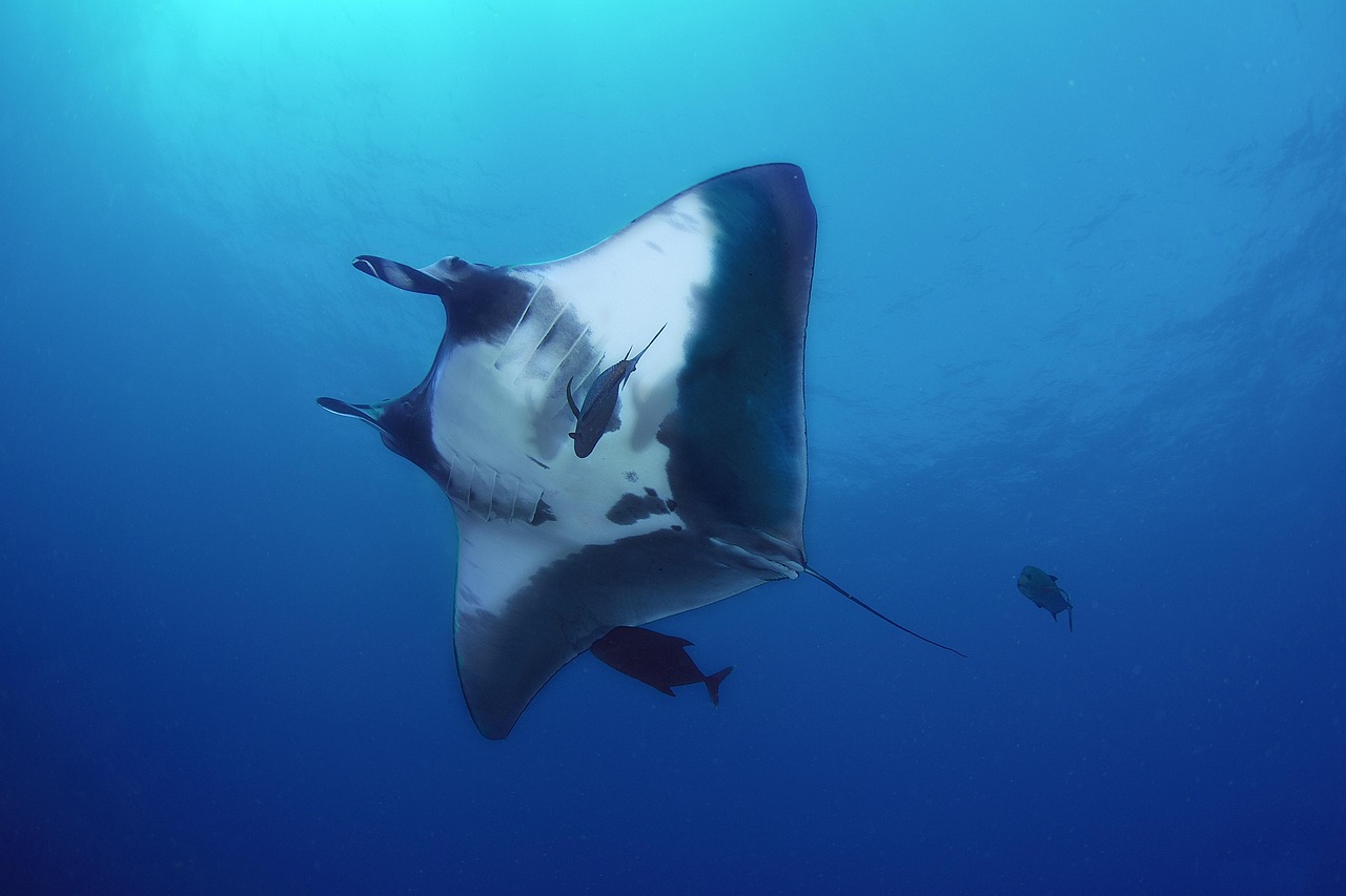 Watch sharks use manta rays to scratch itches