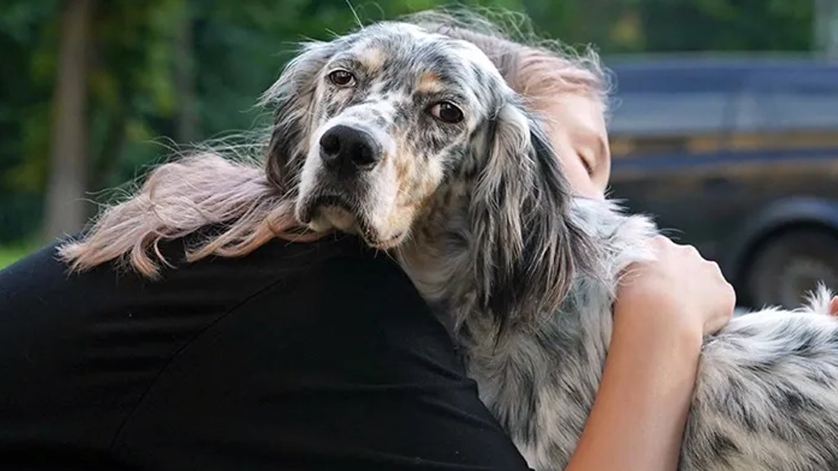 Common Mistakes Dog Owners Should Avoid Common Mistakes Dog Owners Should Avoid - dog owners
