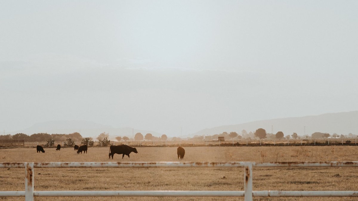 Federal Rewrites Grazing Rules to Expand Livestock - grazing rules