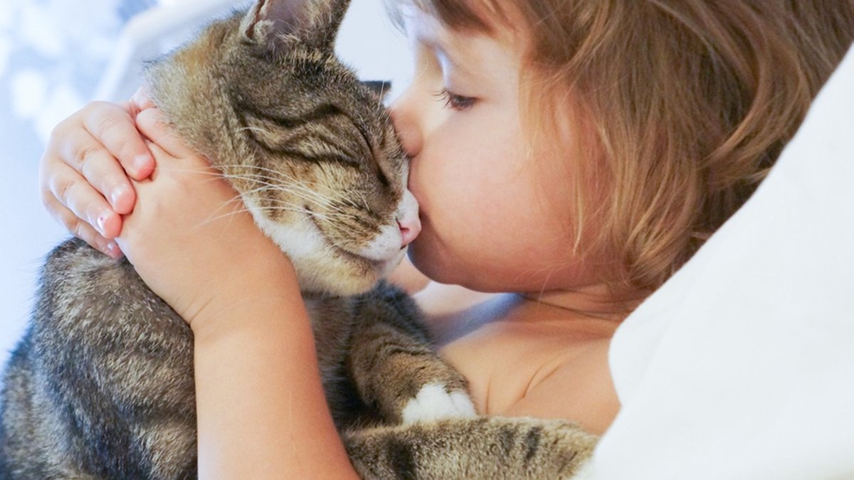 Study Links Cats to Increased Asthma in Children - cat asthma