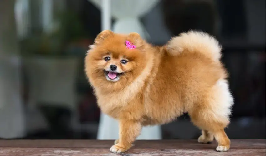 Chăm sóc lông chó phốc sóc - 10 mẹo hữu ích