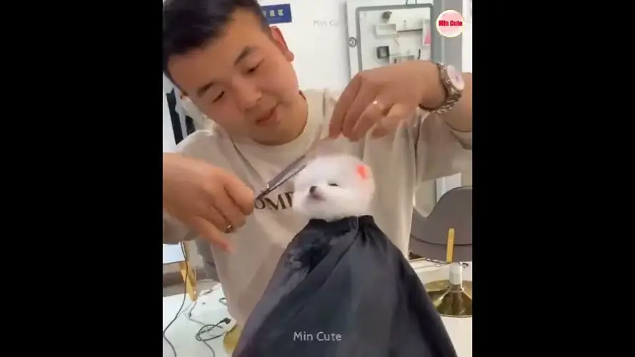 Chăm sóc lông chó phốc sóc Những bí quyết và lưu ý quan trọng 3 Chăm sóc lông chó phốc sóc Những bí quyết và lưu ý quan trọng