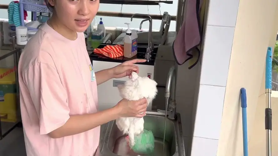 Chăm sóc lông chó phốc sóc Những bí quyết và lưu ý quan trọng