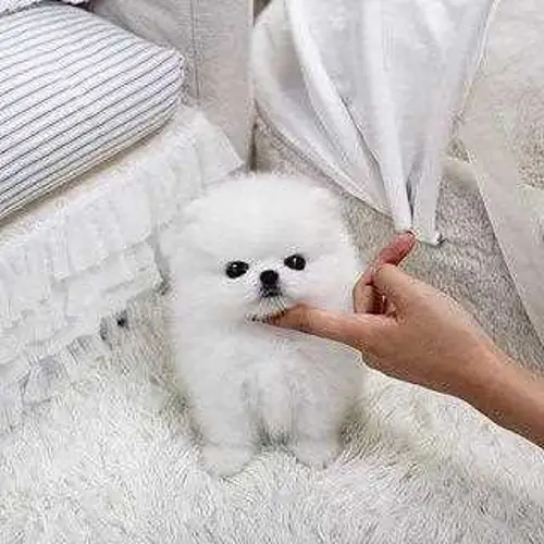 Pom Teacup - những điều bạn cần biết 3 Pom Teacup Một Nghệ Thuật Đẹp Với Kỹ Năng Chăm Sóc Tuyệt Vời